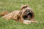 liegender Shih Tzu