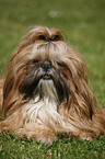 liegender Shih Tzu