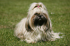 liegender Shih Tzu