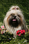 Shih Tzu Portrait