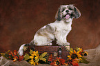 sitzender Shih Tzu