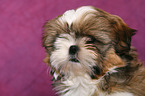 Shih Tzu Welpe