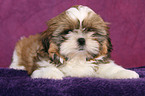 Shih Tzu Welpe