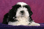 Shih Tzu Welpe