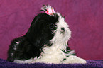 Shih Tzu Welpe