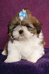 Shih Tzu Welpe