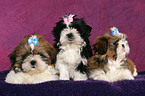 Shih Tzu Welpen