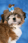 Shih Tzu Welpe