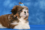 Shih Tzu Welpe