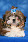 Shih Tzu Welpe