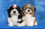 Shih Tzu Welpen