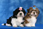 Shih Tzu Welpen