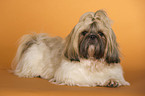 liegender Shih Tzu