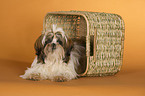 liegender Shih Tzu