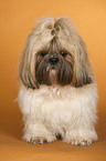 sitzender Shih Tzu