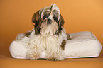 liegender Shih Tzu