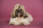 liegender Shih Tzu