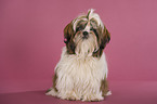 sitzender Shih Tzu