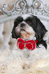 liegender Shih Tzu