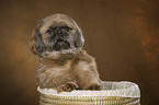 Shih Tzu Portrait