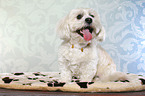 sitzender Shih Tzu