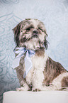 sitzender Shih Tzu