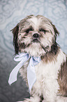 Shih Tzu Portrait