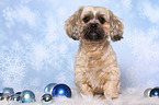 sitzender Shih Tzu