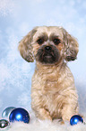 sitzender Shih Tzu