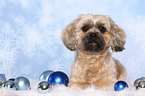 liegender Shih Tzu