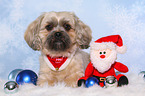 liegender Shih Tzu