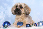 liegender Shih Tzu