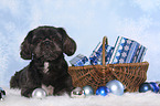 liegender Shih Tzu