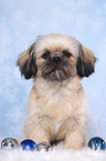 sitzender Shih Tzu