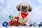 sitzender Shih Tzu