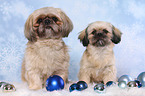 2 Shih Tzus