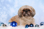 liegender Shih Tzu