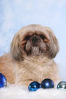 liegender Shih Tzu