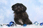 sitzender Shih Tzu