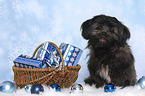 sitzender Shih Tzu