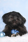 liegender Shih Tzu