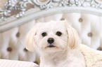 Shih Tzu Portrait