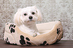 liegender Shih Tzu