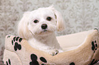 liegender Shih Tzu