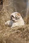 einugiger Shih Tzu