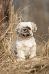 einugiger Shih Tzu