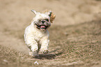 einugiger Shih Tzu