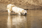 einugiger Shih Tzu