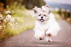 rennender Shih Tzu