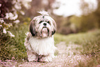 Shih Tzu